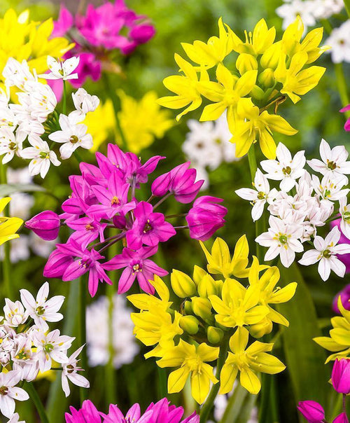 Allium Mélange | Acheter des d'allium bulbes à fleurs
