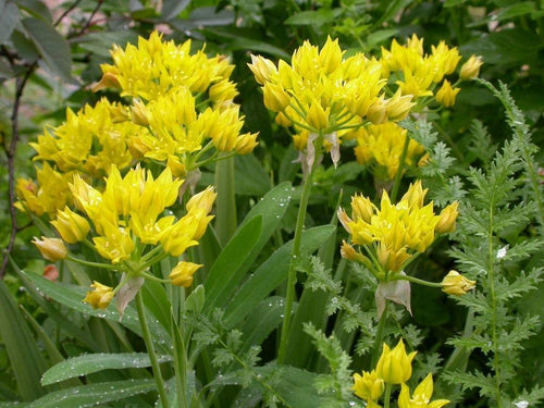 Allium Moly jaune - Bulbes d'allium plantés en automne