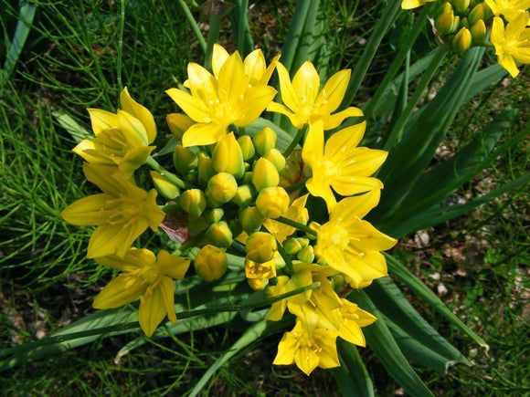 Allium Moly jaune - Bulbes d'allium plantés en automne