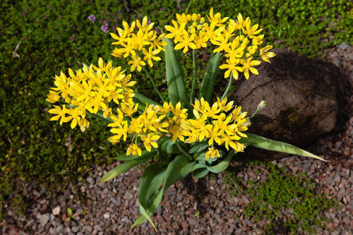 Allium Moly jaune