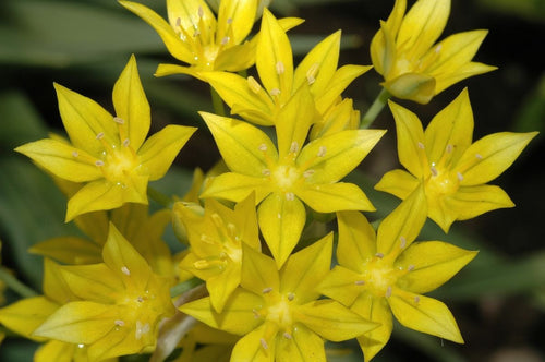 Acheter Allium Moly