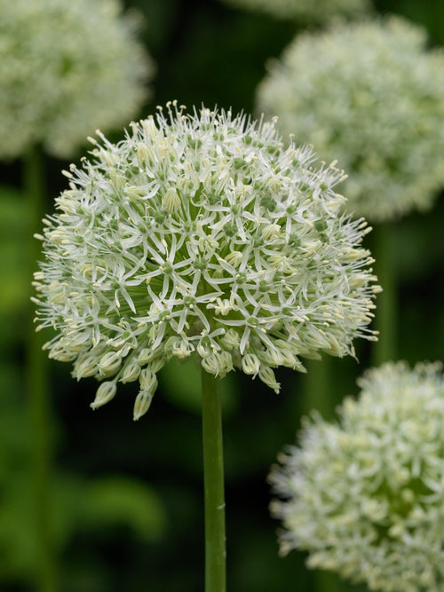 Allium Mount Everest - Bulbes de fleurs d'allium énormes blancs - Oignons ornementaux