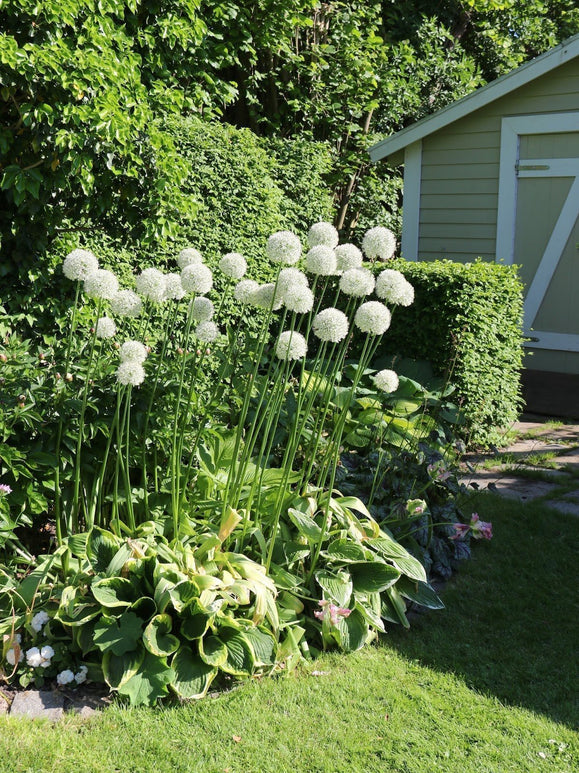 Mount Everest Alliums