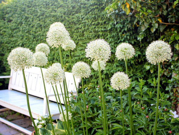 Alliums blancs - Oignon ornemental du mont Everest