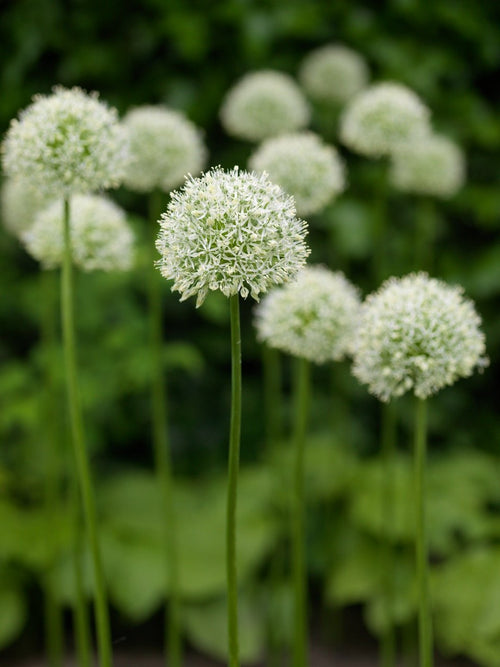 Allium Mount Everest - Bulbes de fleurs d'allium blanc pour la plantation d'automne - Floraison printanière