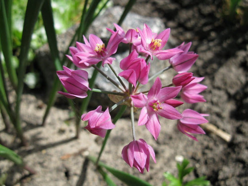 Allium ostrowskianum - Achat en ligne