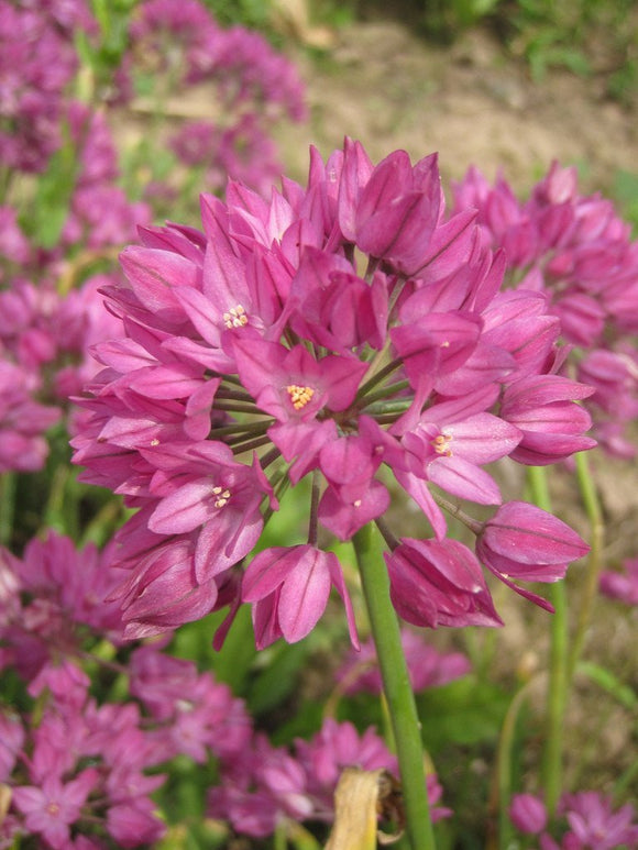 Allium Sphaerocephalon - Ail d'ornement