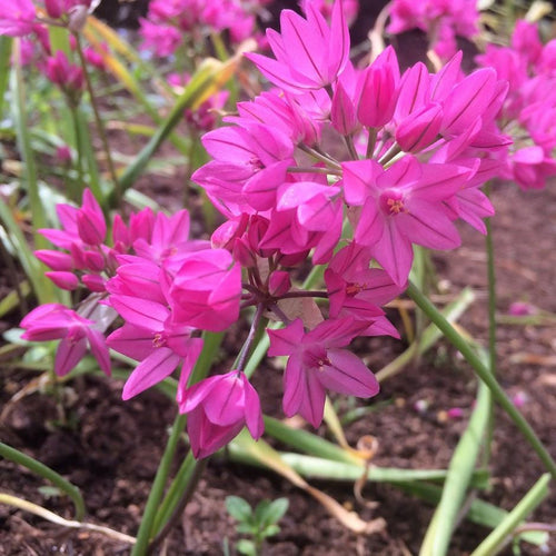 Ail d'ornement - Allium Ostrowskianum (Allium Oreophilum)