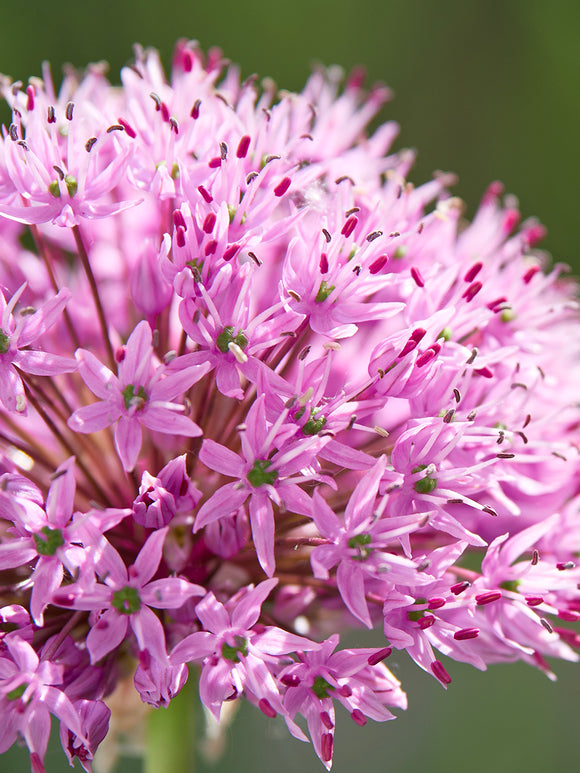 Acheter Allium Pink Sensation 