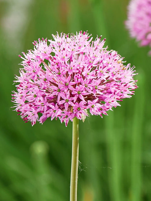 Acheter Allium Pink Sensation - DutchGrown