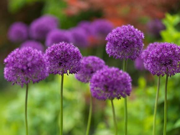 Achetez des bulbes d’allium Purple Sensation