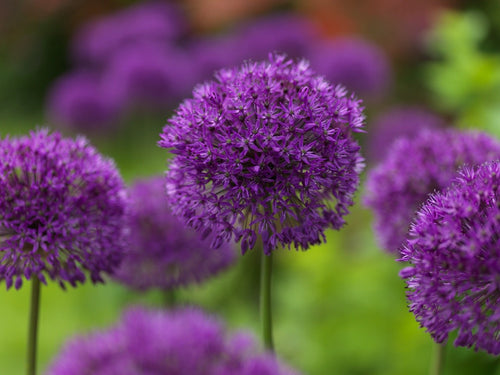 Allium Purple Sensation bulbes a fleurs