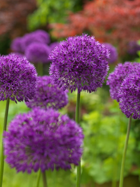 Acheter Allium aflatunense Purple Sensation