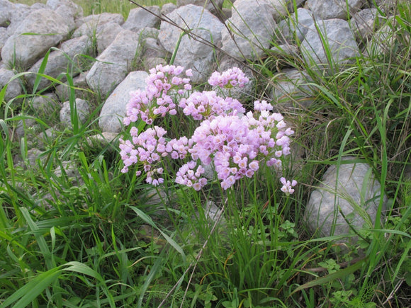 Allium Roseum Bulbs - Pink Allium Flowers