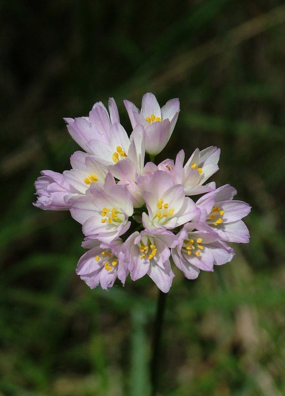 Pink Allium Roseum - Autumn Planting Allium Bulbs