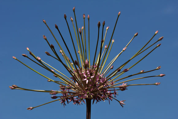 Allium schubertii - Ail d'ornement original à énormes fleurs