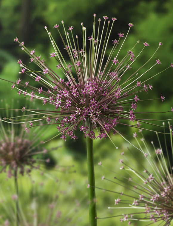 Achetez des bulbes d’allium Schubertii chez DutchGrown™ pour une livraison et une plantation en automne