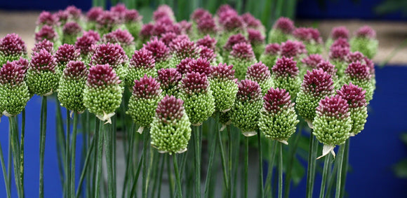 Allium sphaerocephalon - Ail à tête ronde