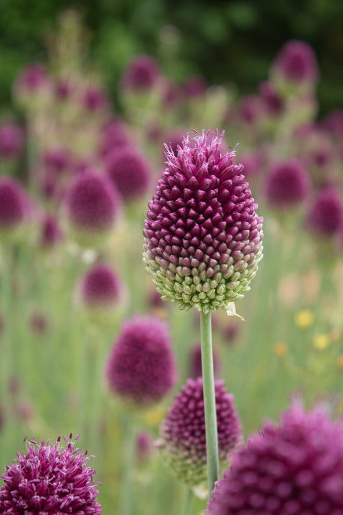 Allium sphaerocephalon - Ail d'ornement à tête ronde