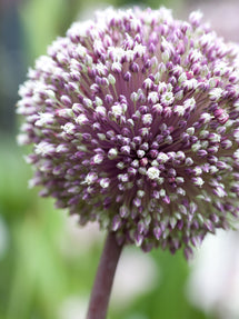 Allium Summer Drummer