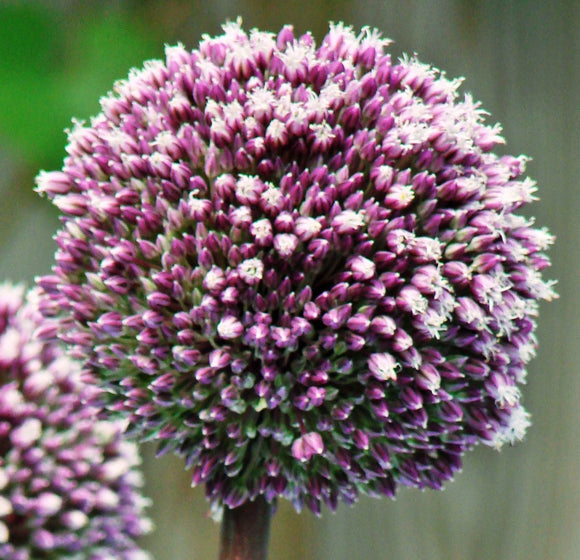 Allium Summer Drummer - Oignon ornemental violet et blanc
