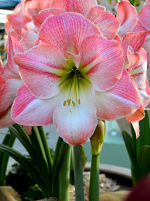 Amaryllis Apple Blossom