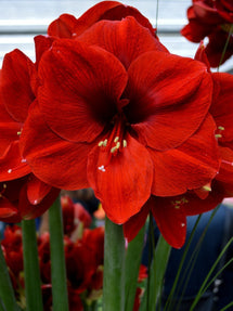 Amaryllis Ferrari