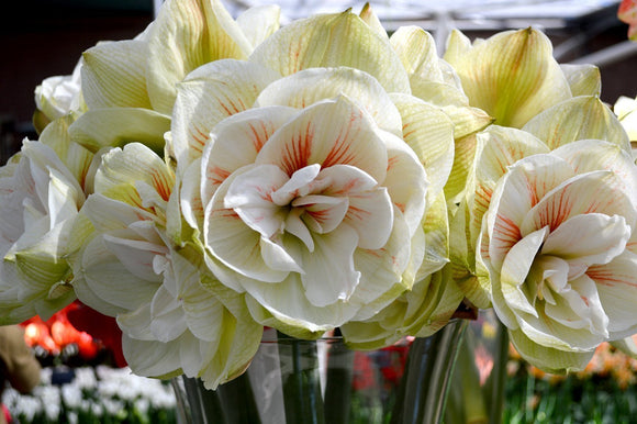 Achetez des amaryllis blanches | Nymph