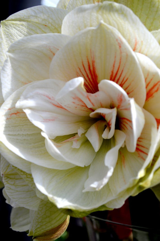 Amaryllis Nymph - Hippeastrum - Variété à grandes fleurs