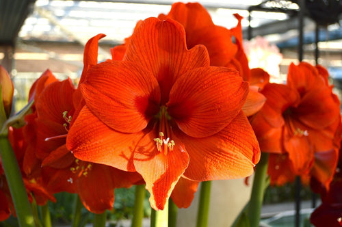 Bulbes D'amaryllis Orange Desire