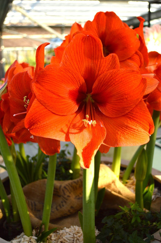 Bulbes D'amaryllis Orange Desire