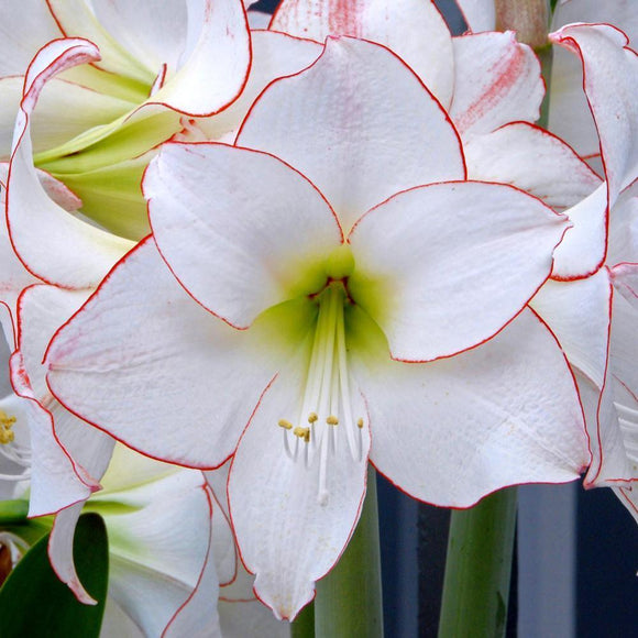 Amaryllis Picotee - Bulbes à fleurs