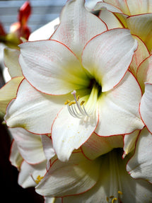 Amaryllis Picotee