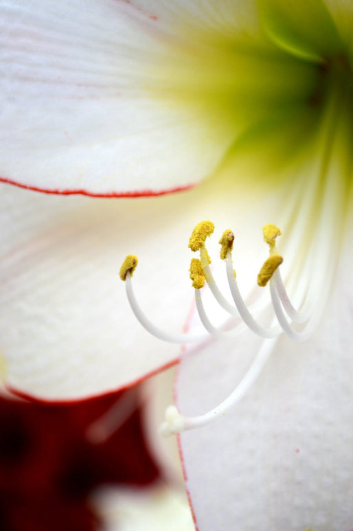 Bulbes à fleurs d'amaryllis de Hollande
