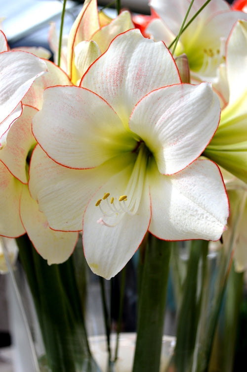Bulbes à fleurs d'amaryllis de Hollande