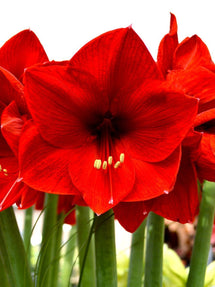 Amaryllis Red Lion