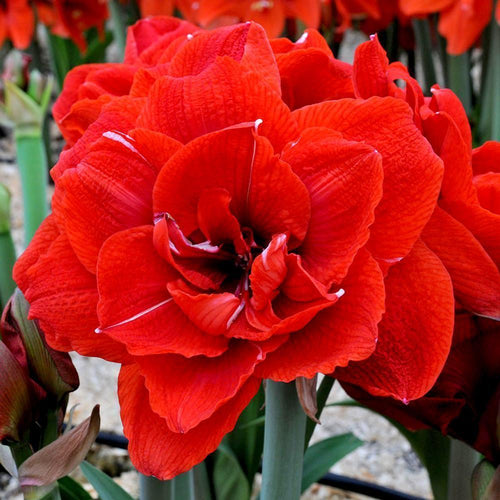 bulbes d'Amaryllis/Hippeastrum