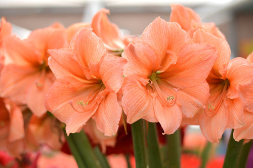 L’Amaryllis Rilona - bulbes abricot