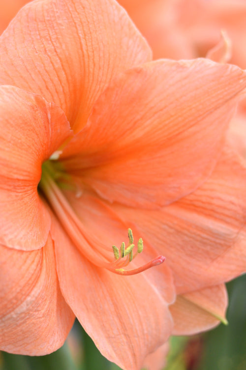 Bulbe d’Amaryllis Rilona