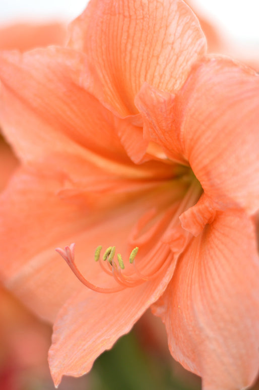 L’Amaryllis Rilona - bulbes abricot