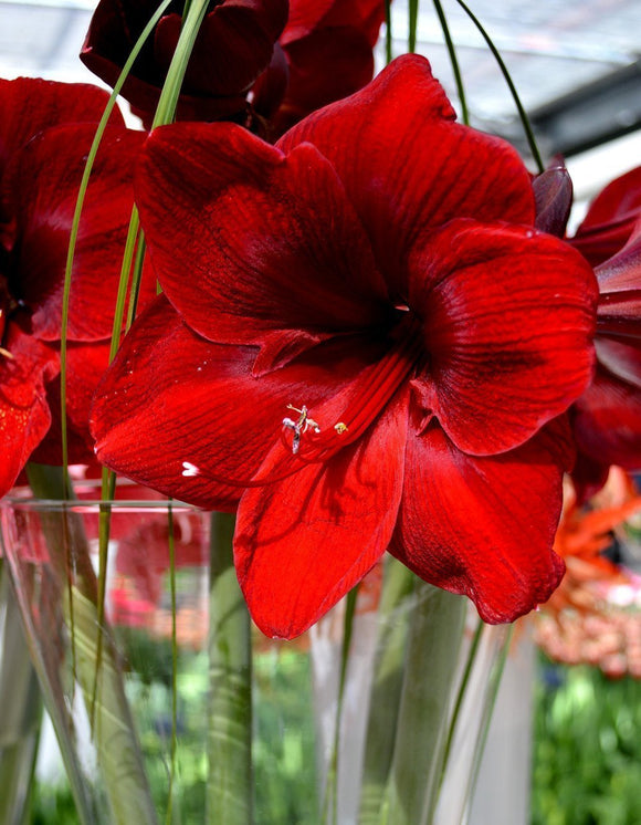 Amaryllis Royal Velvet - Bulbes à fleurs