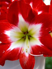 Amaryllis Tres Chic