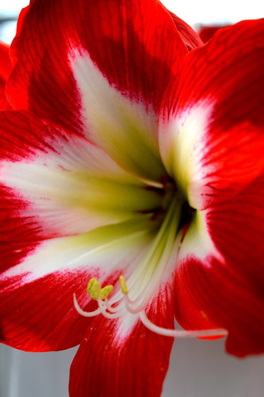Amaryllis Tres Chic – Hippeastrum - Bulbeuse à floraison