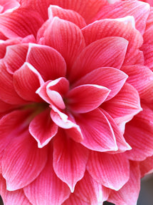 Amaryllis Double Dream