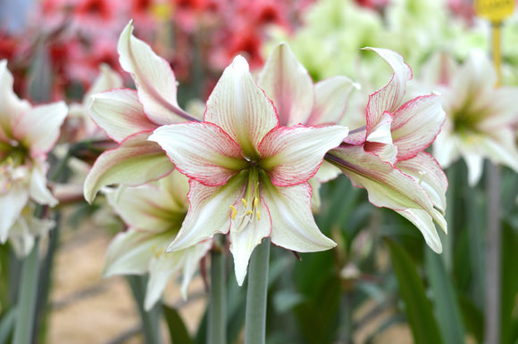 Bulbes amaryllis Amaryllis Magic Green