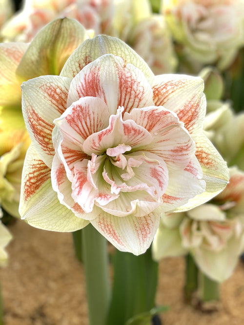 Amaryllis Double Nymph