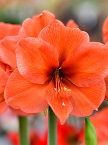 Amaryllis Orange Desire