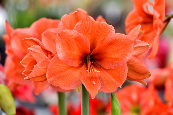 Amaryllis Orange Desire