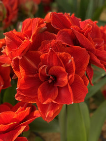 Amaryllis Double Red Nymph