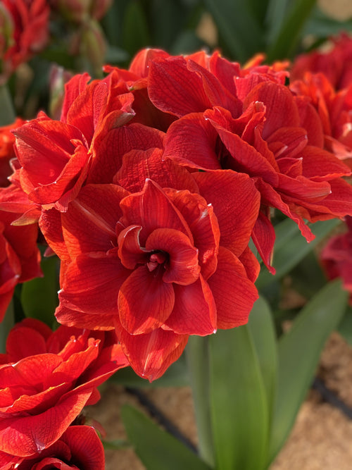 Amaryllis - Hippeastrum - Achat de bulbe d'intérieur en ligne Amaryllis Red Nymph